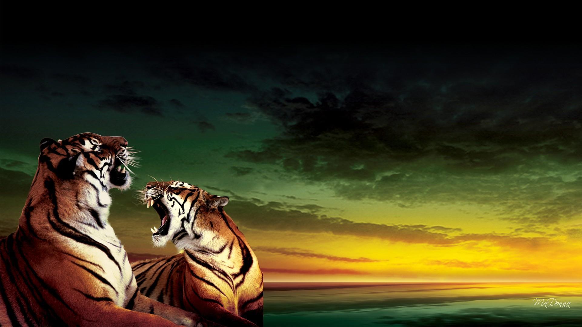 Tigers Roar HD desktop wallpaper, Widescreen, High
