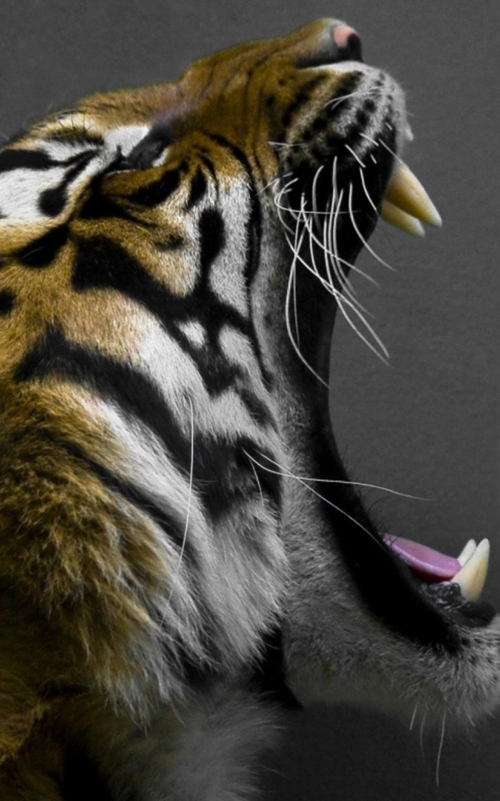 Tiger Roar Lockscreen Android Wallpaper free download