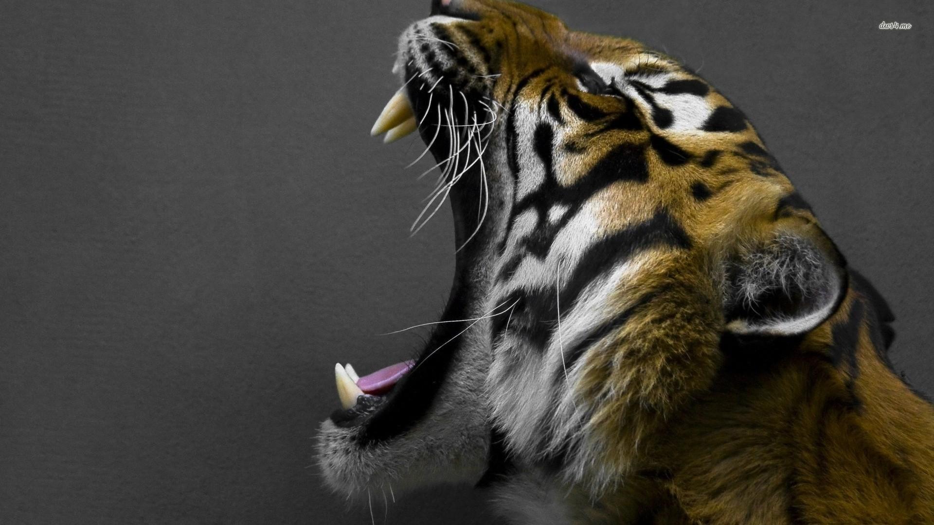 Roaring Tiger Wallpaper Roar Pics Hd, Download