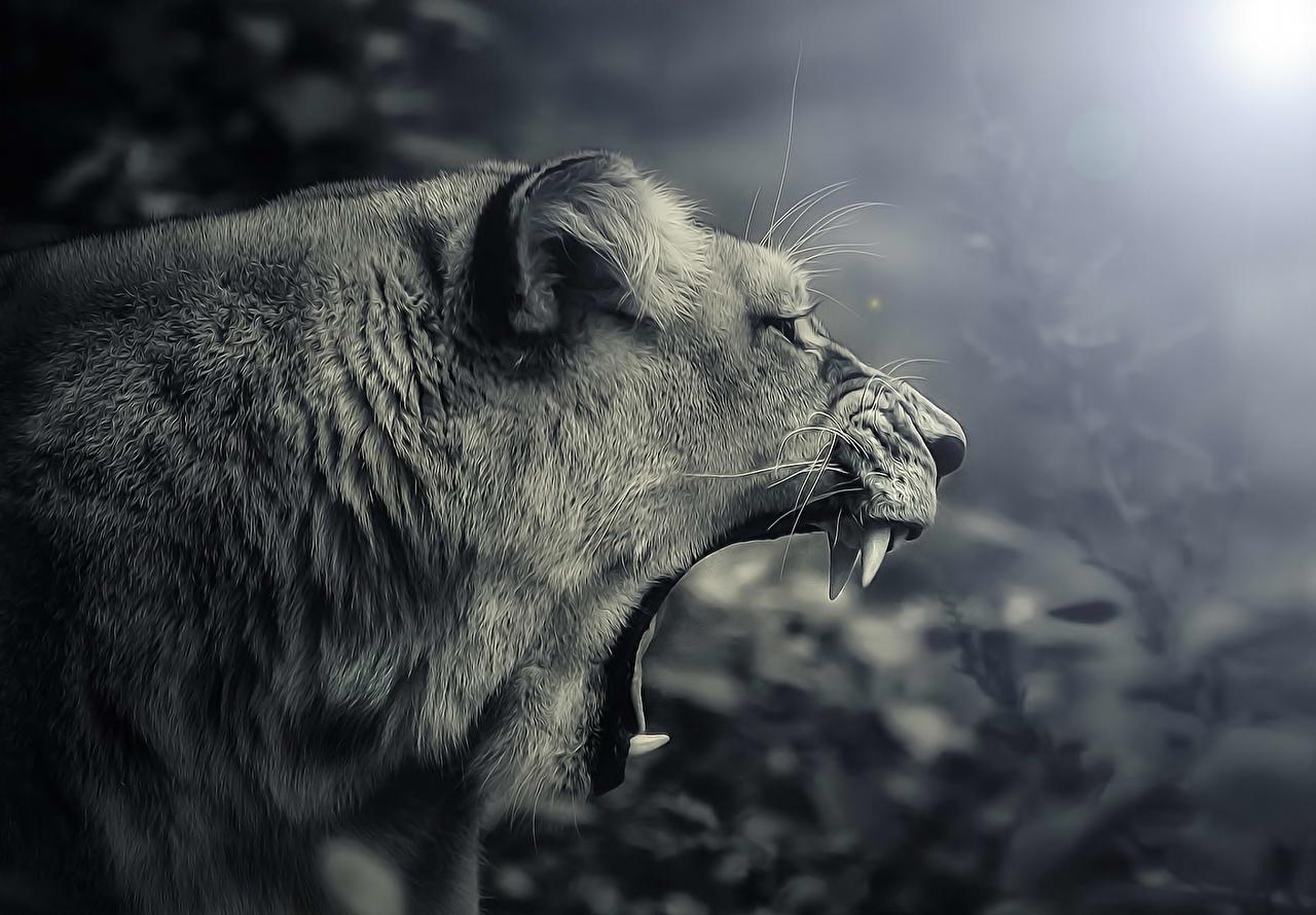 Desktop Wallpaper Lions Big cats Roar Animals