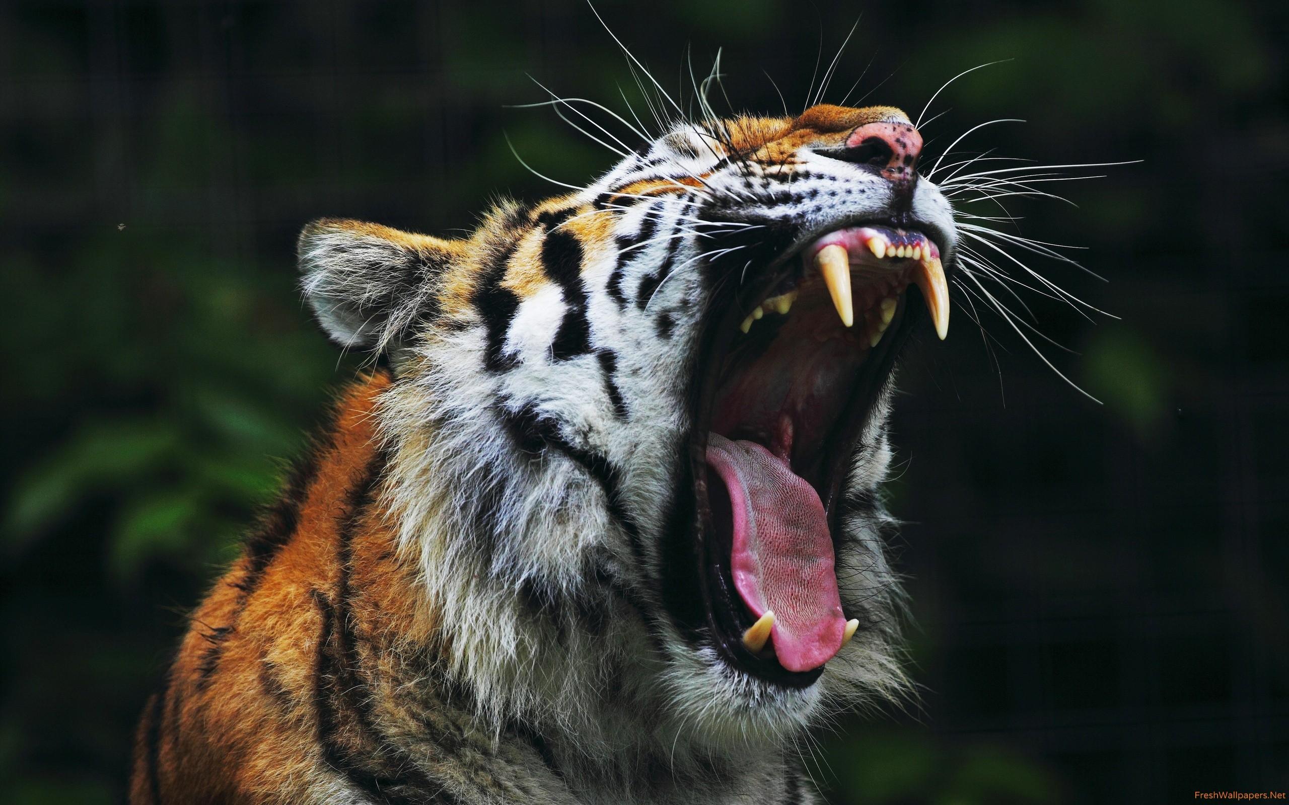 tiger roar wallpaper