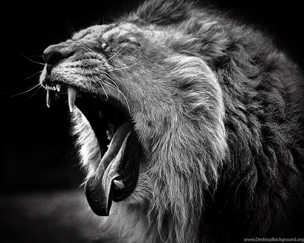 Lion Roar Wallpaper HD Resolution Desktop Background