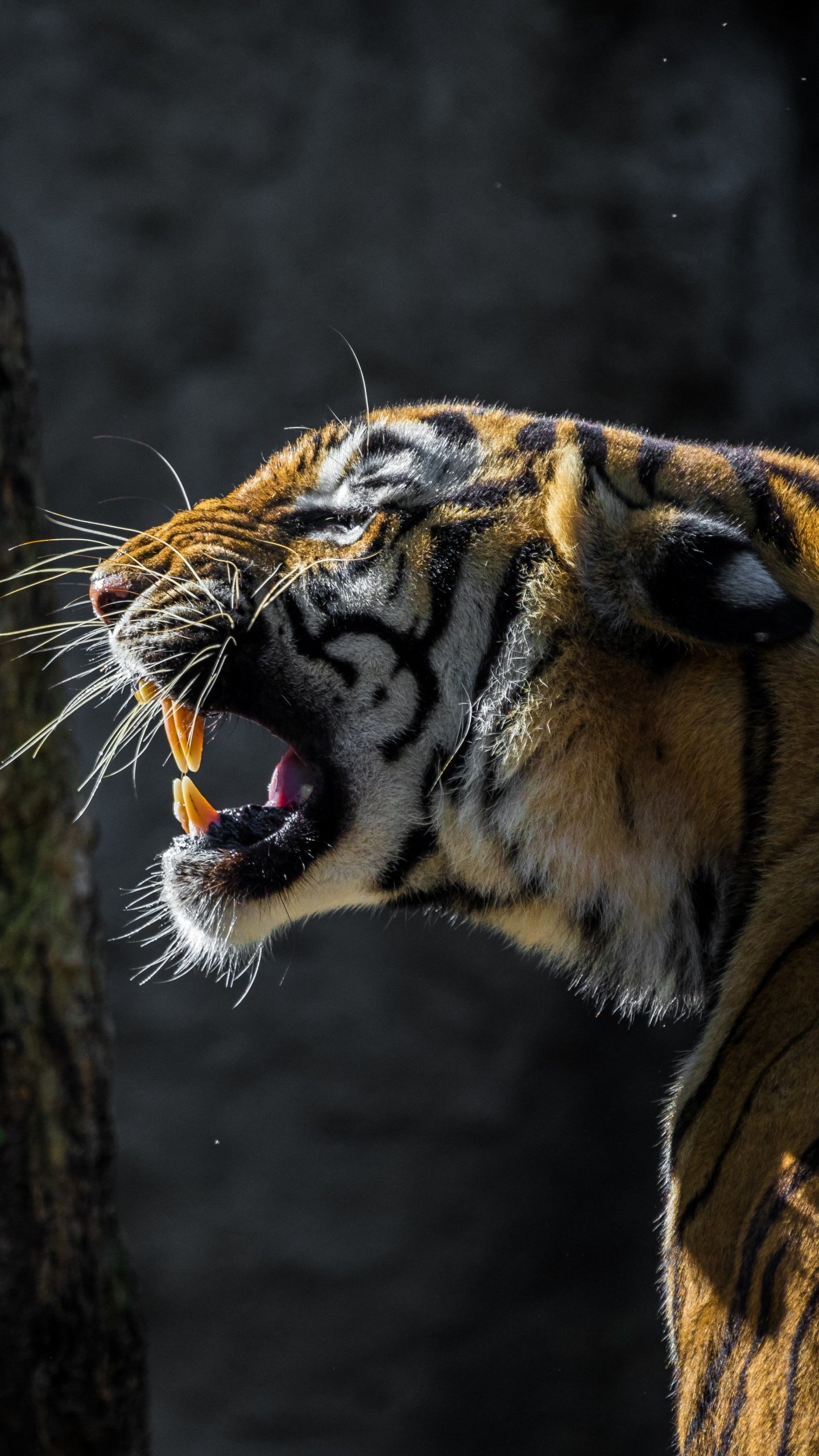 Download 1440x2560 wallpaper tiger, roar, wild animal, qhd