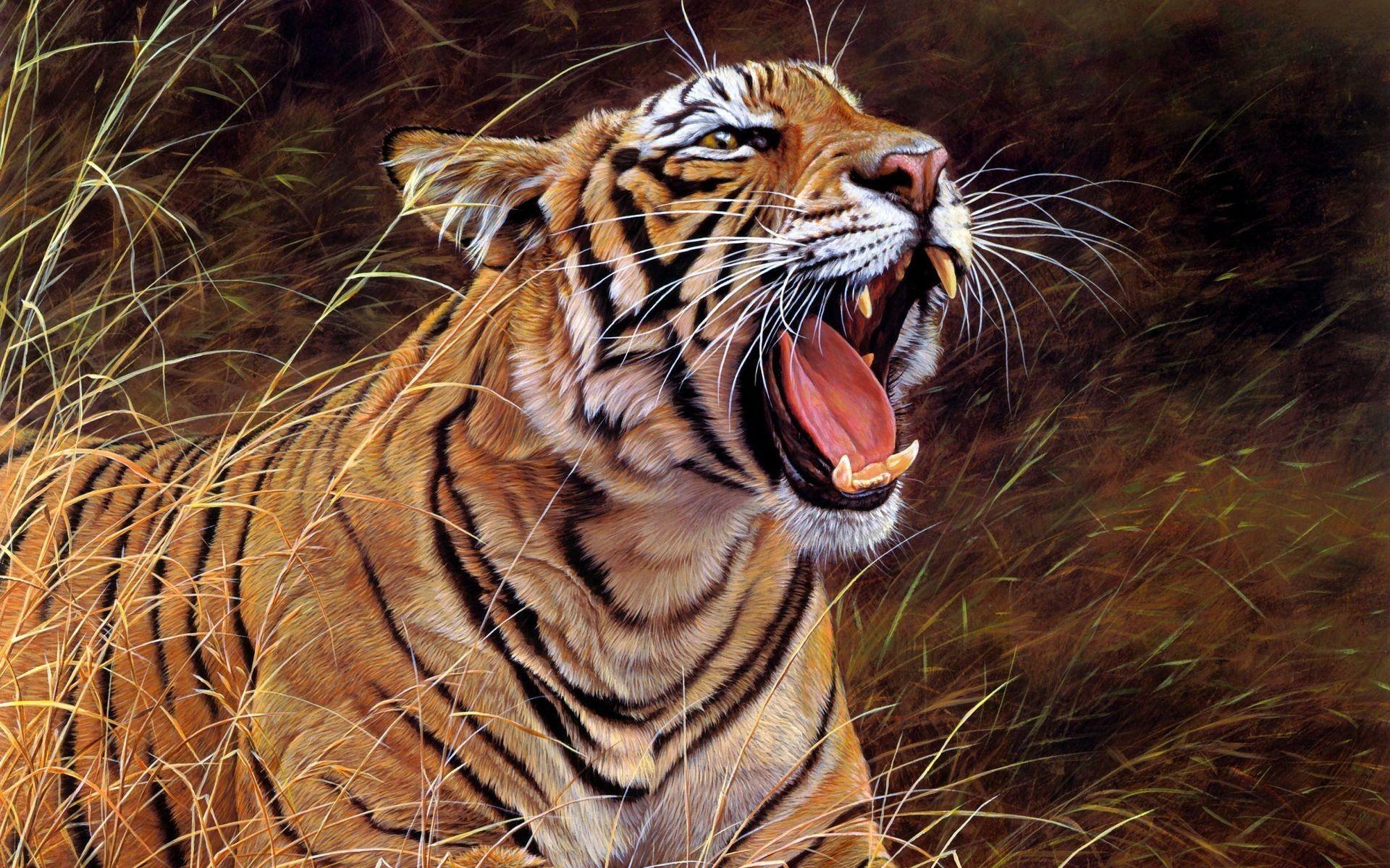 Handsome Abstract Tiger HD Wallpaper HD Wallpaper