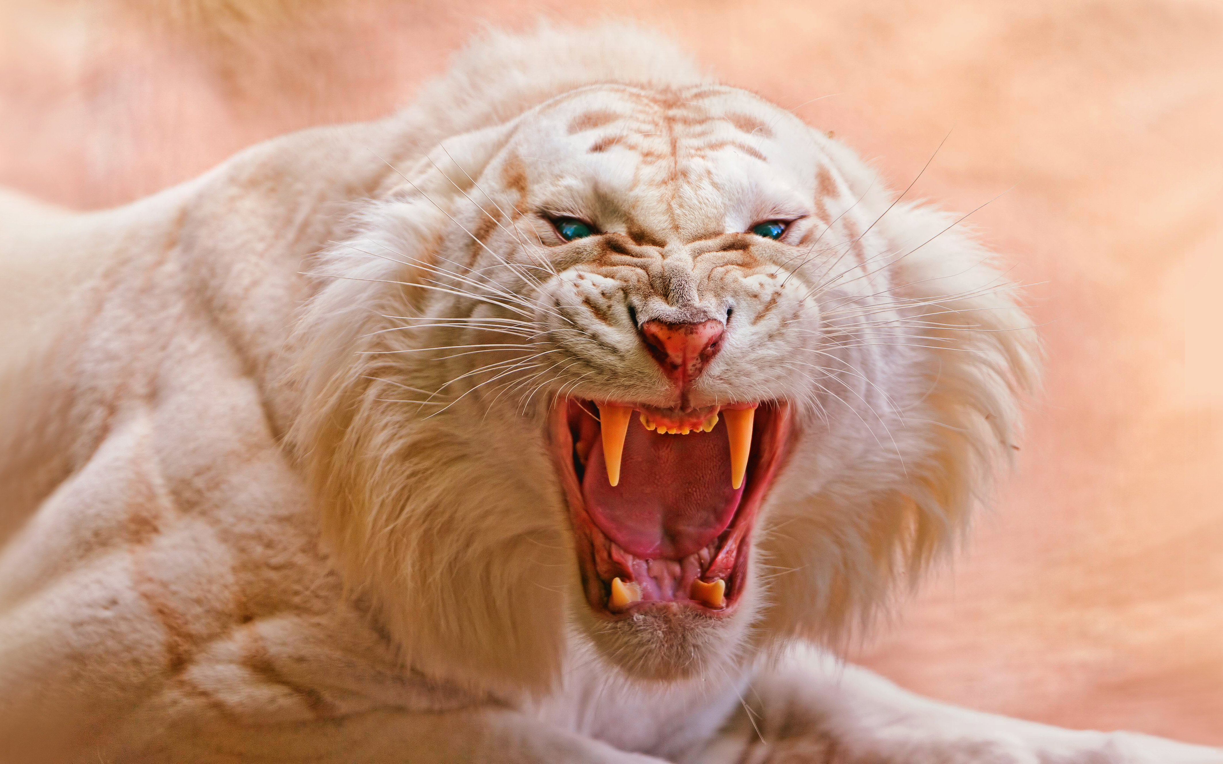 Wallpaper White tiger, Roaring, 4K, Animals