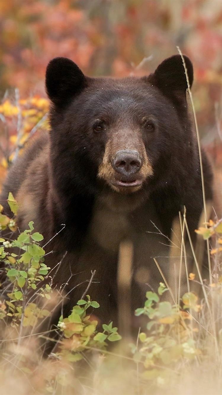 Black bear front view, grass 750x1334 iPhone 8/7/6/6S wallpapers