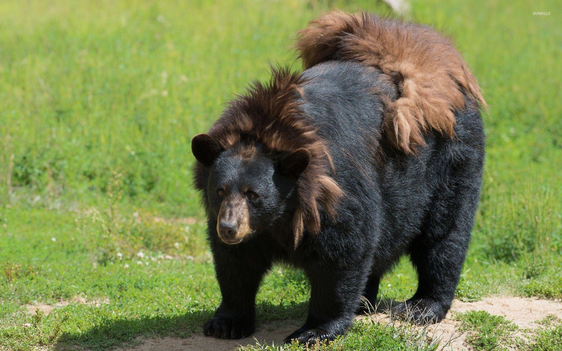 Autumn Black Bear Wallpapers - Wallpaper Cave