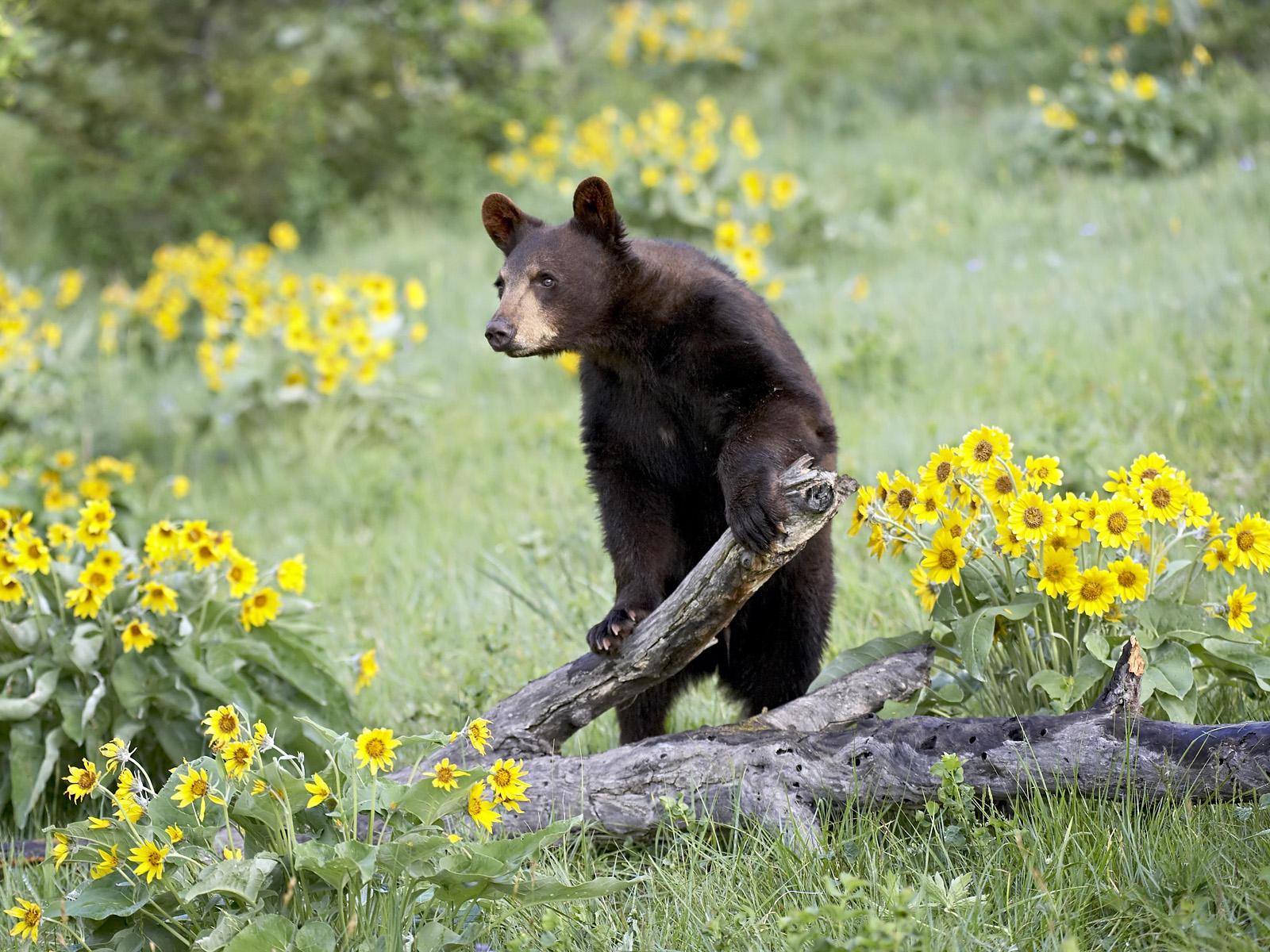 Wallpaper Collections: black bear