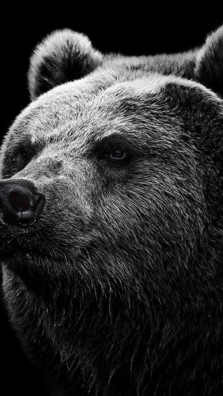 Black Bear iPhone Wallpapers