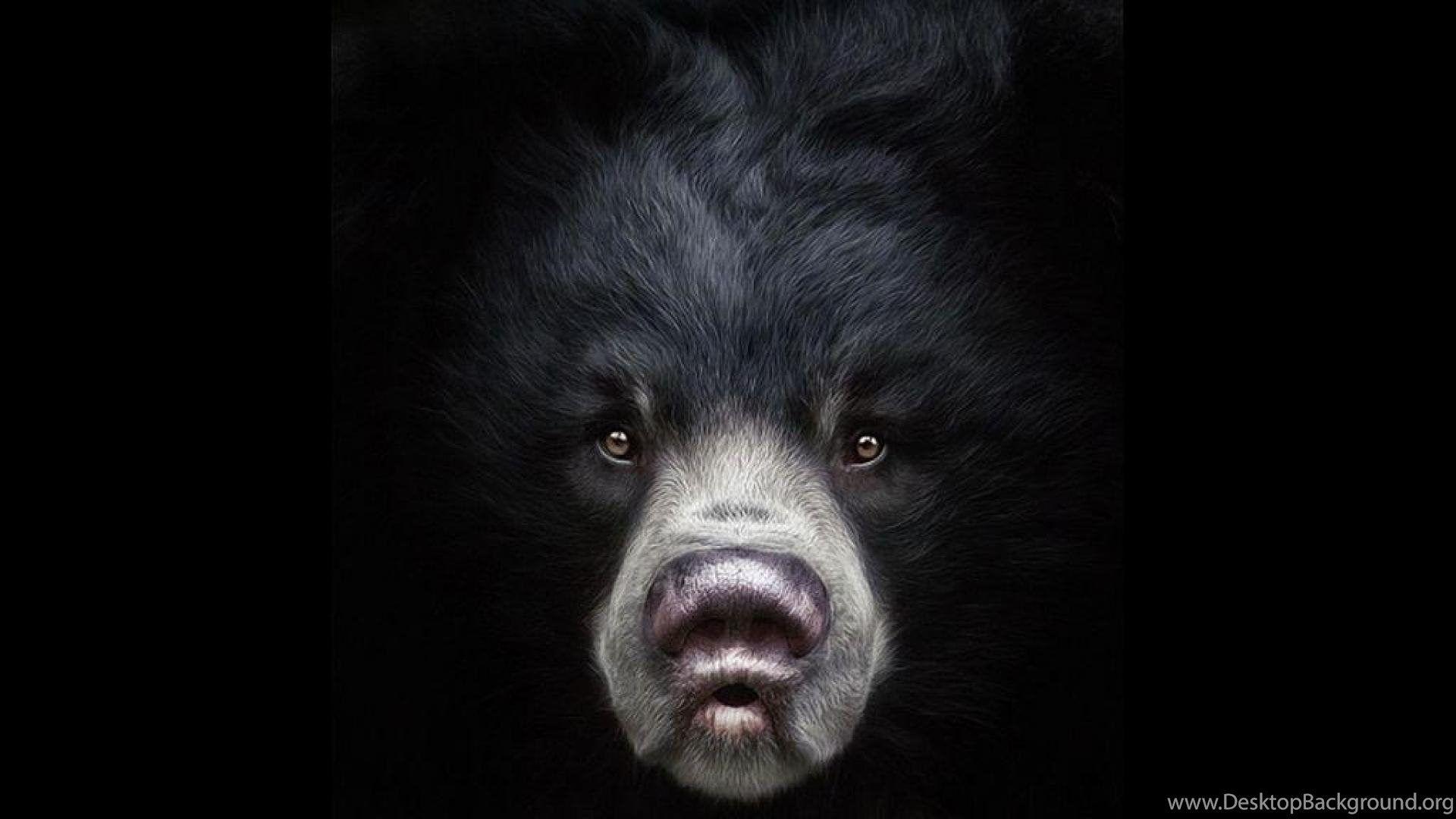 Black Bear Wallpaper