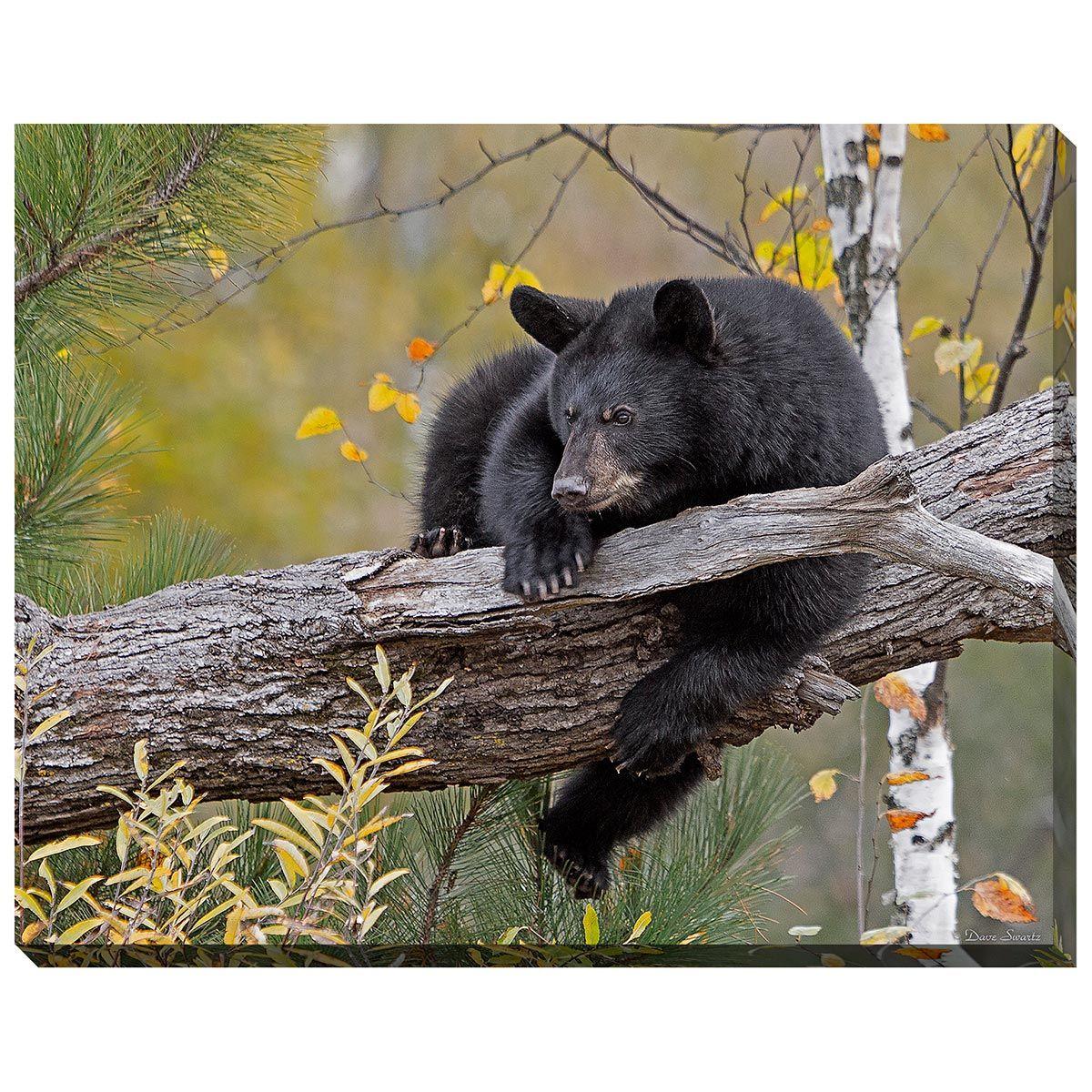 Autumn Relaxation Bear Canvas Art