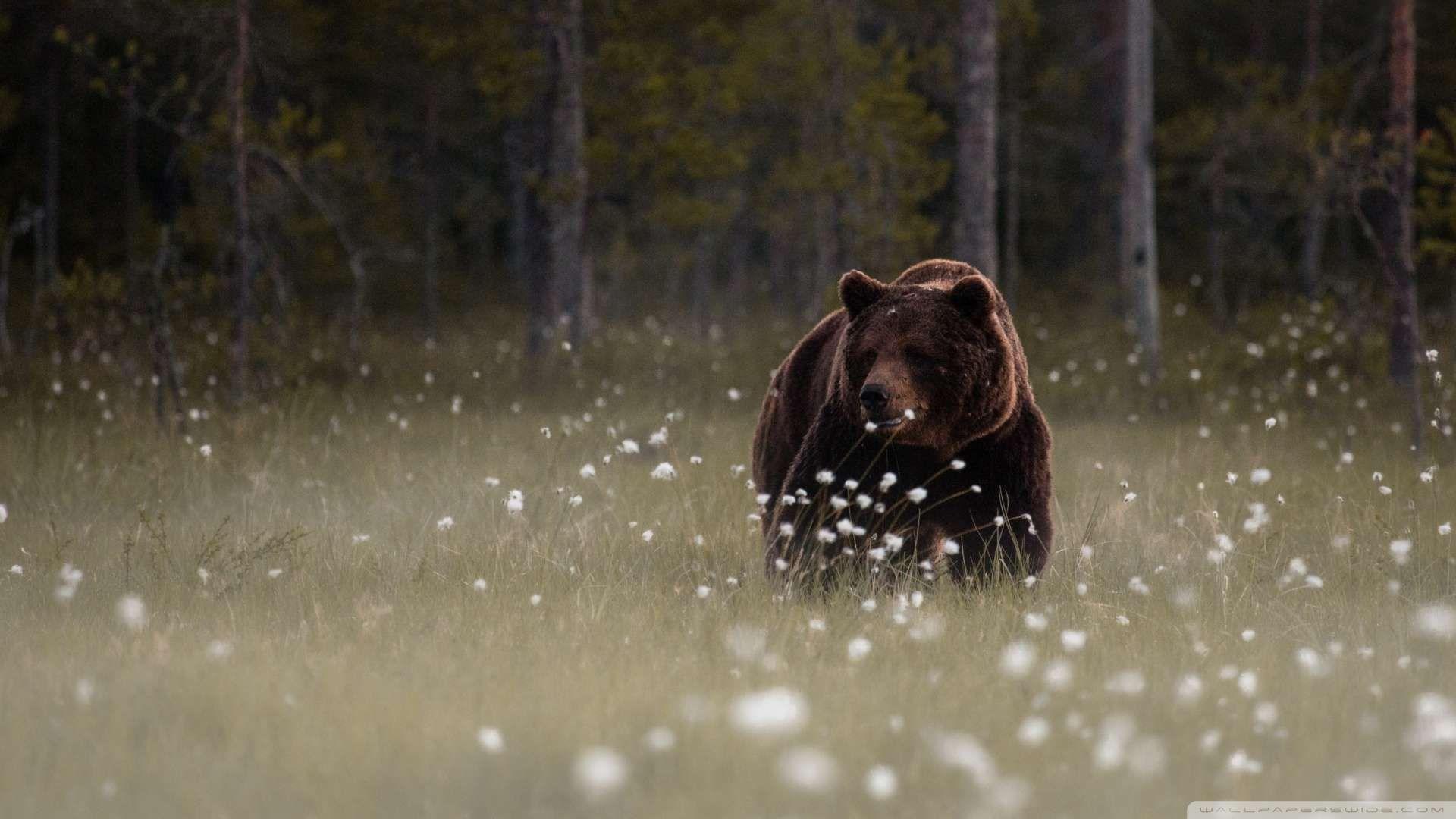 Forest Bear Wallpaper 1080p HD (con imágenes). Animales, Reino