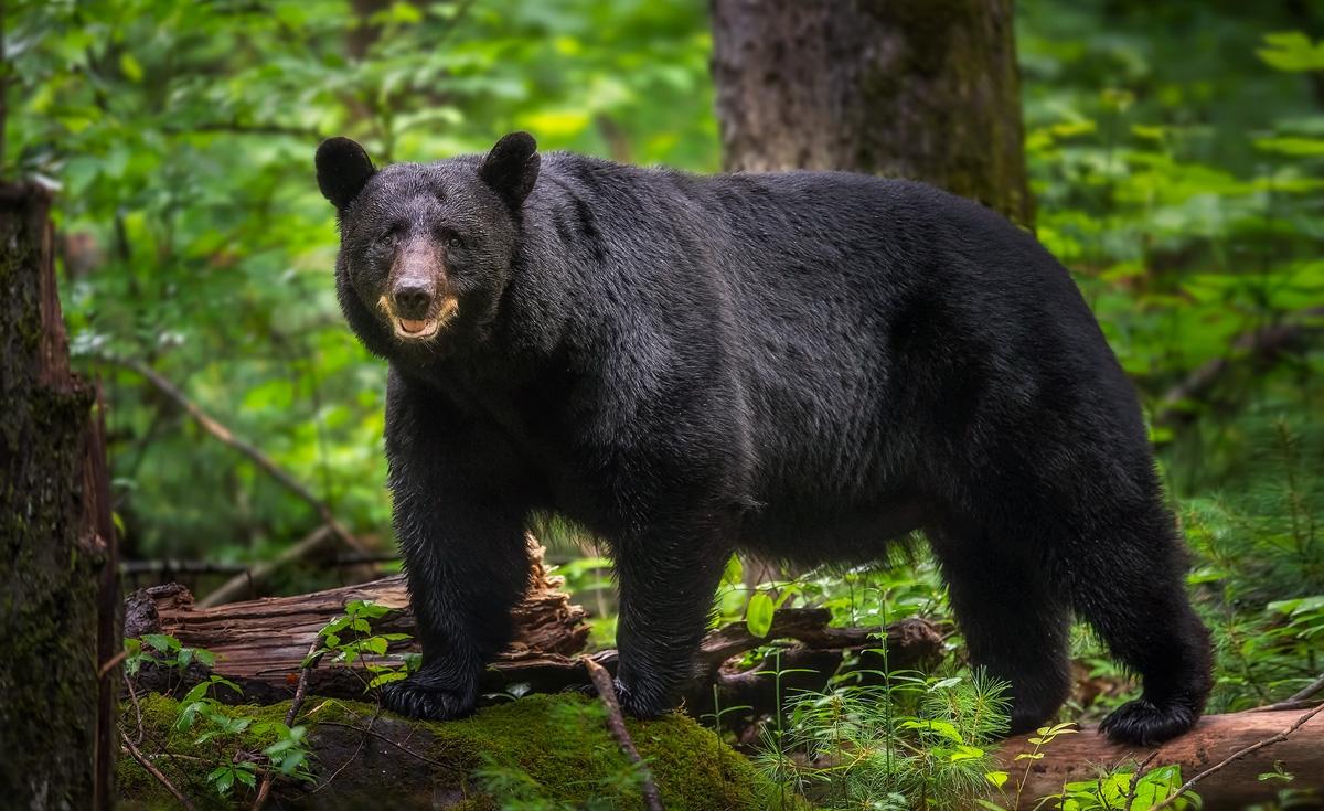 image Tagged Black Bear