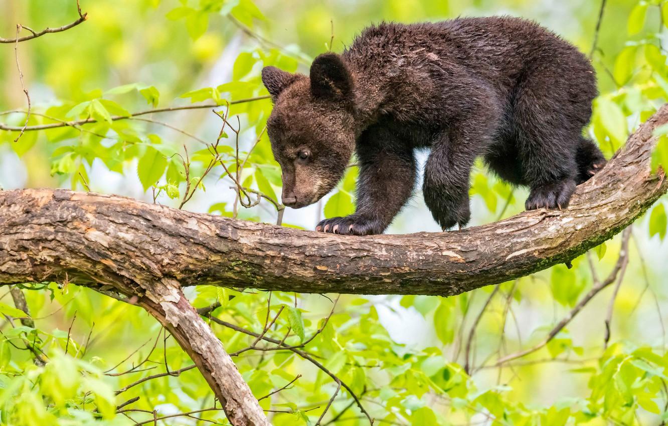 Wallpaper tree, branch, bear, Baribal, Black bear image