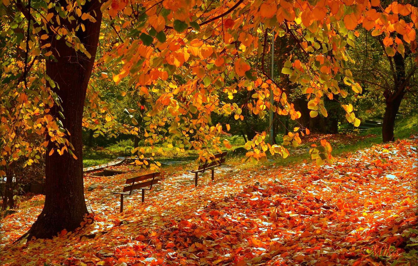 Wallpaper Autumn, Fall, Foliage, Autumn, Falling leaves, Leaves image for desktop, section природа