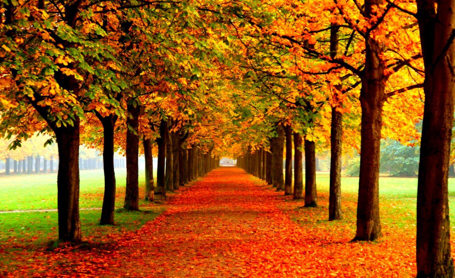 Autumn Foliage Fall HD Wallpaper