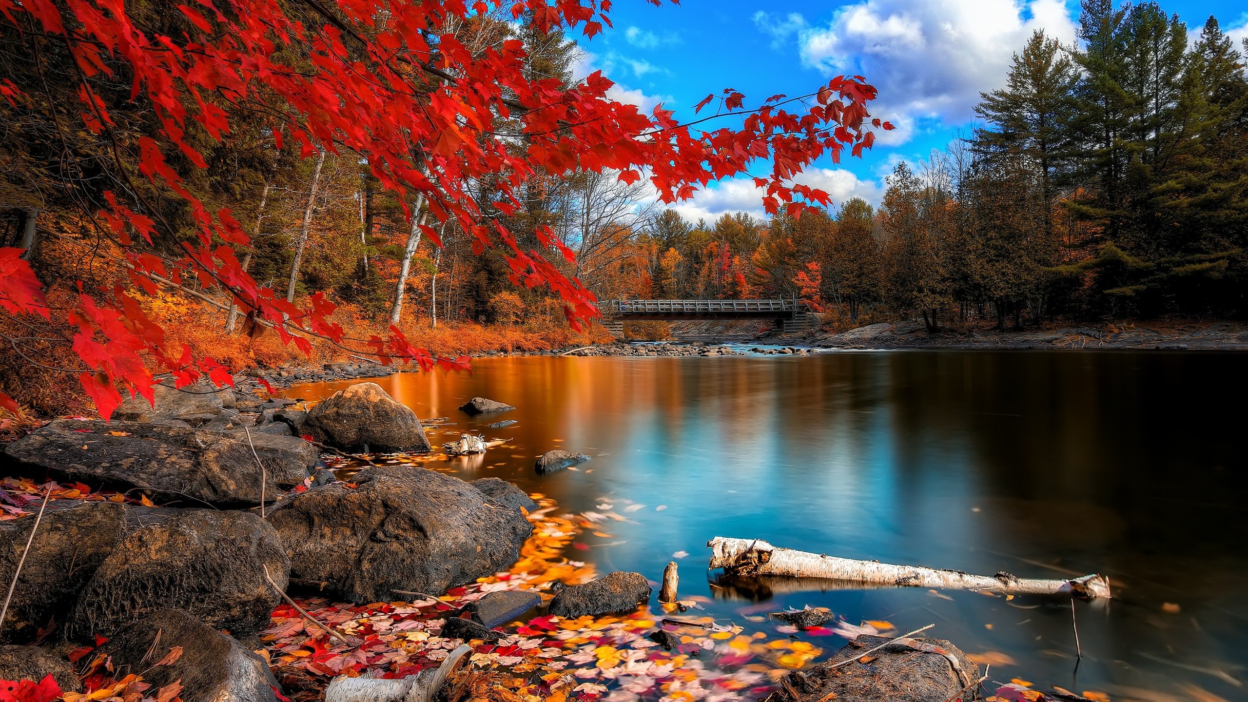 Fall Foliage 1440P Resolution HD 4k Wallpaper