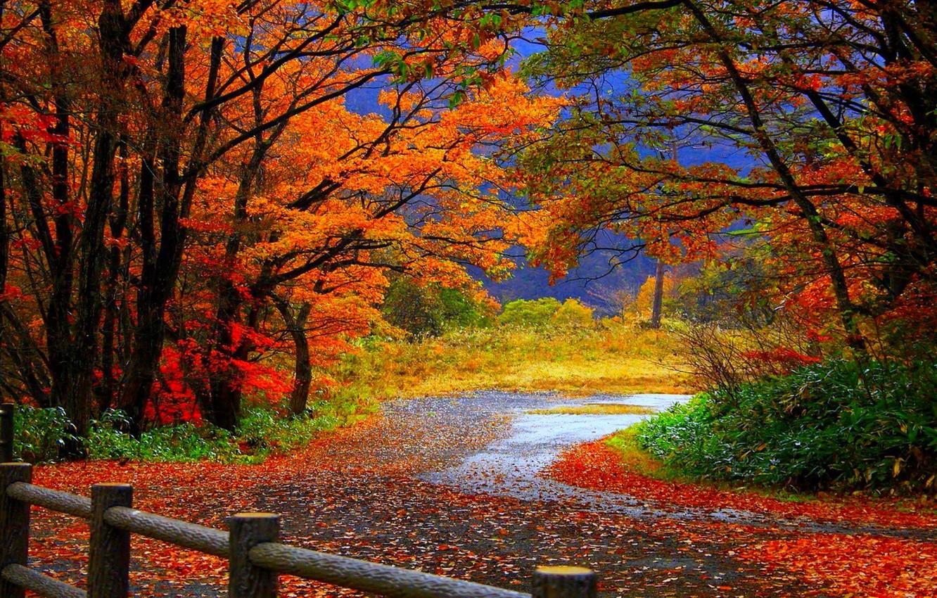 Wallpaper autumn, leaves, fall, foliage image for desktop