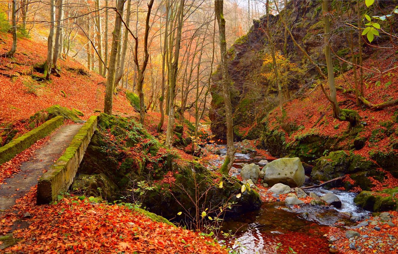 Wallpaper Autumn, Forest, Stones, Stream, Fall, Foliage