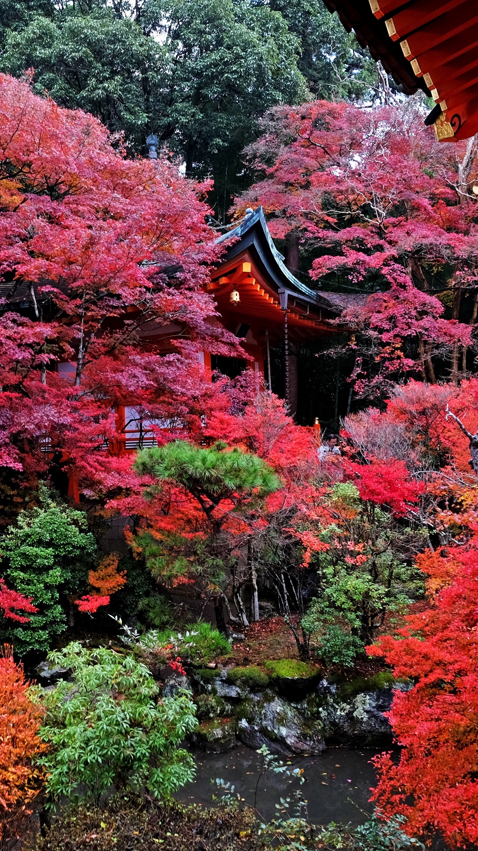 Download wallpaper 938x1668 temple, autumn, japan, kyoto iphone 8