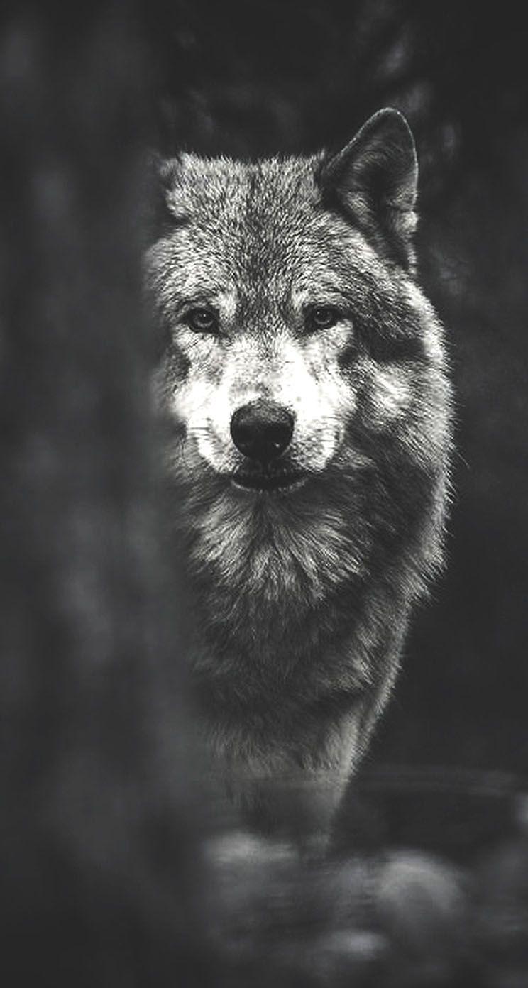 Wolf iPhone Wallpaper Free Wolf iPhone Background