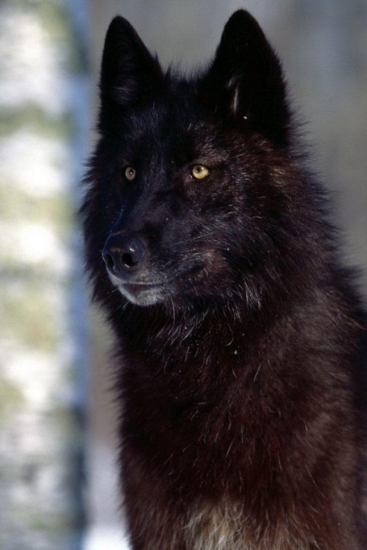 black alpha wolf wallpaper
