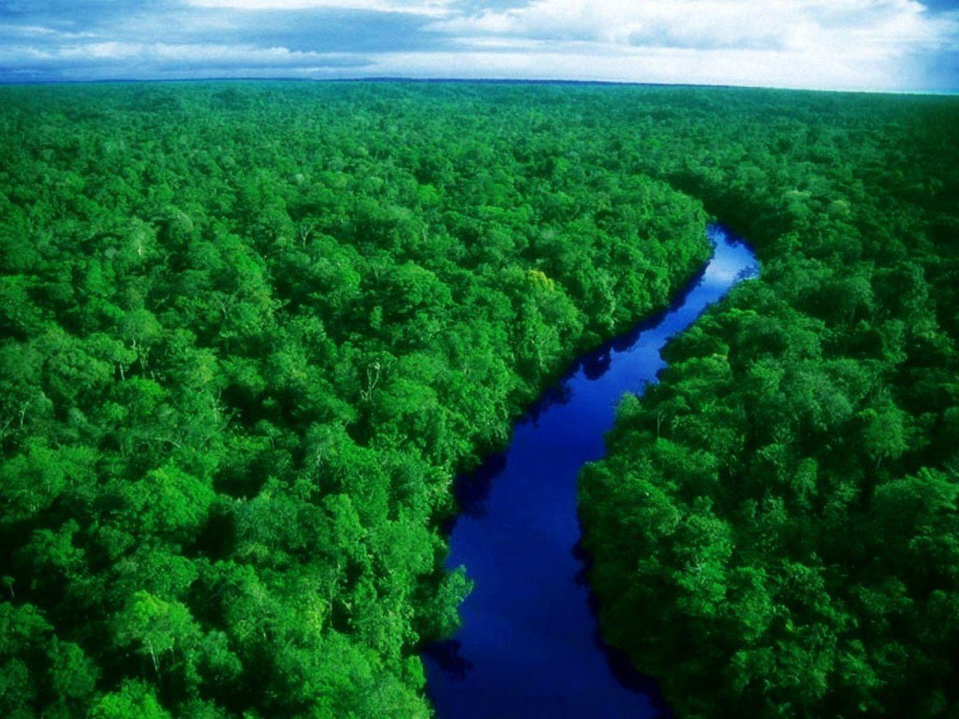 Amazon Forest, Brazil. Travel. Amazon rainforest