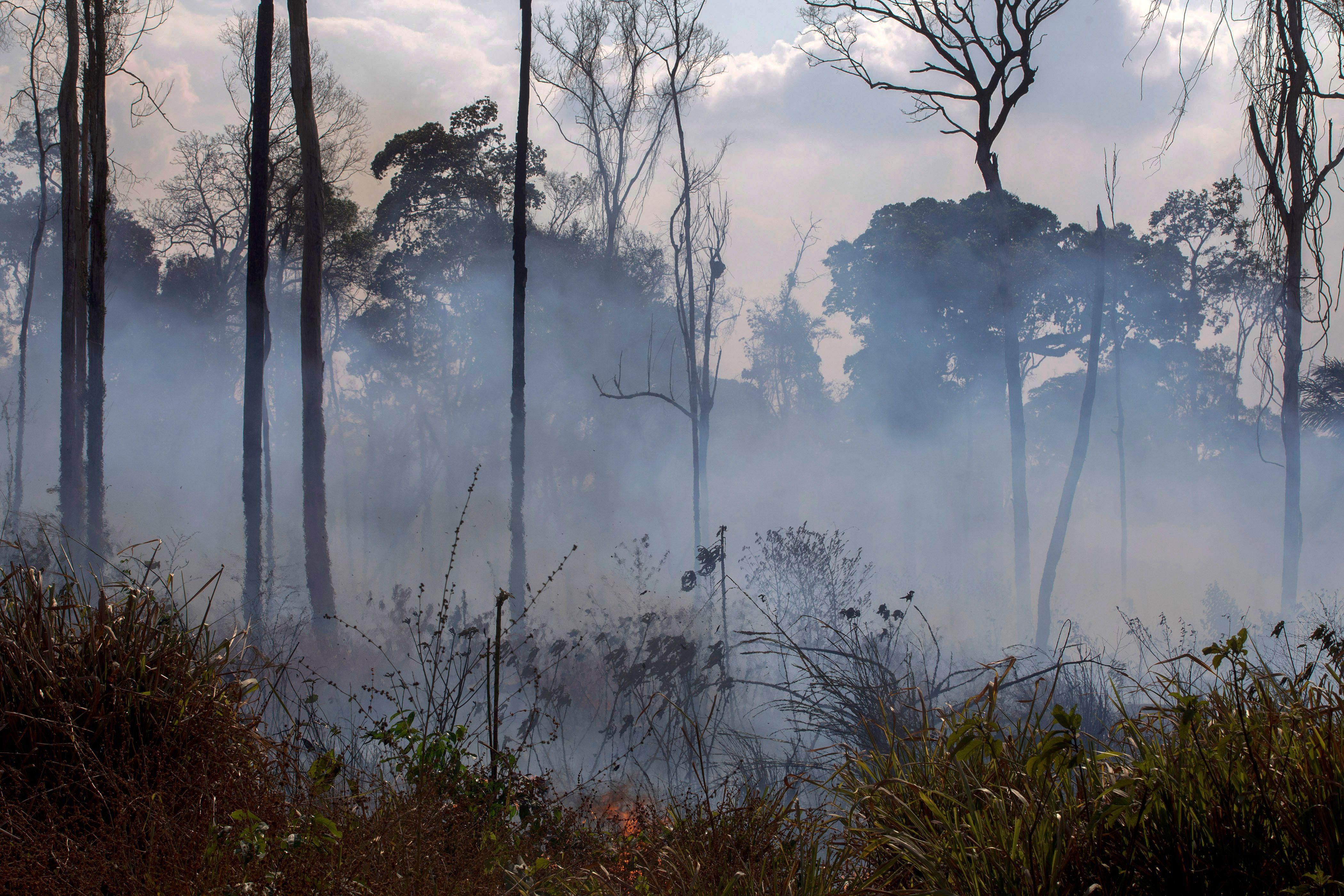 Amazon rainforest fires: How to spot inaccurate photo