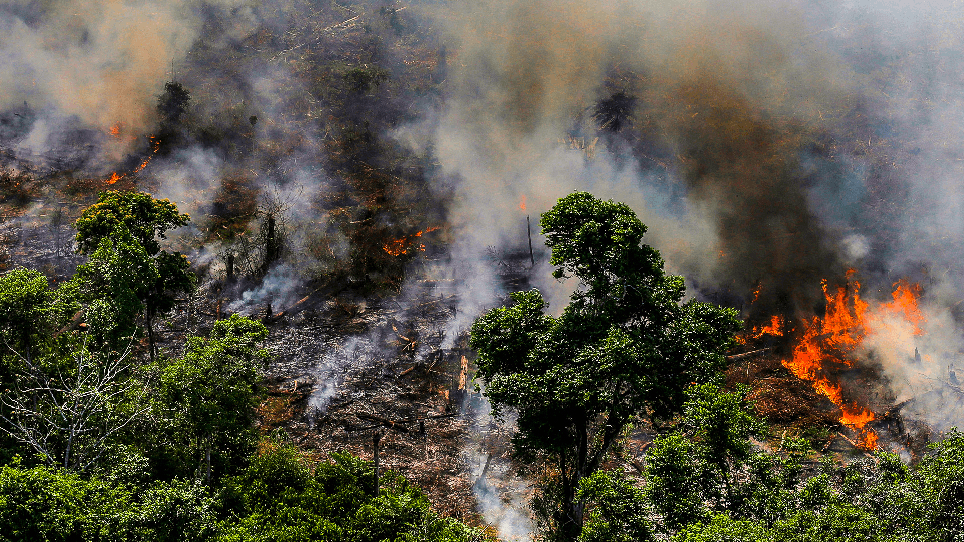 redditwallpaper. Brazil fight Amazon rainforest fires