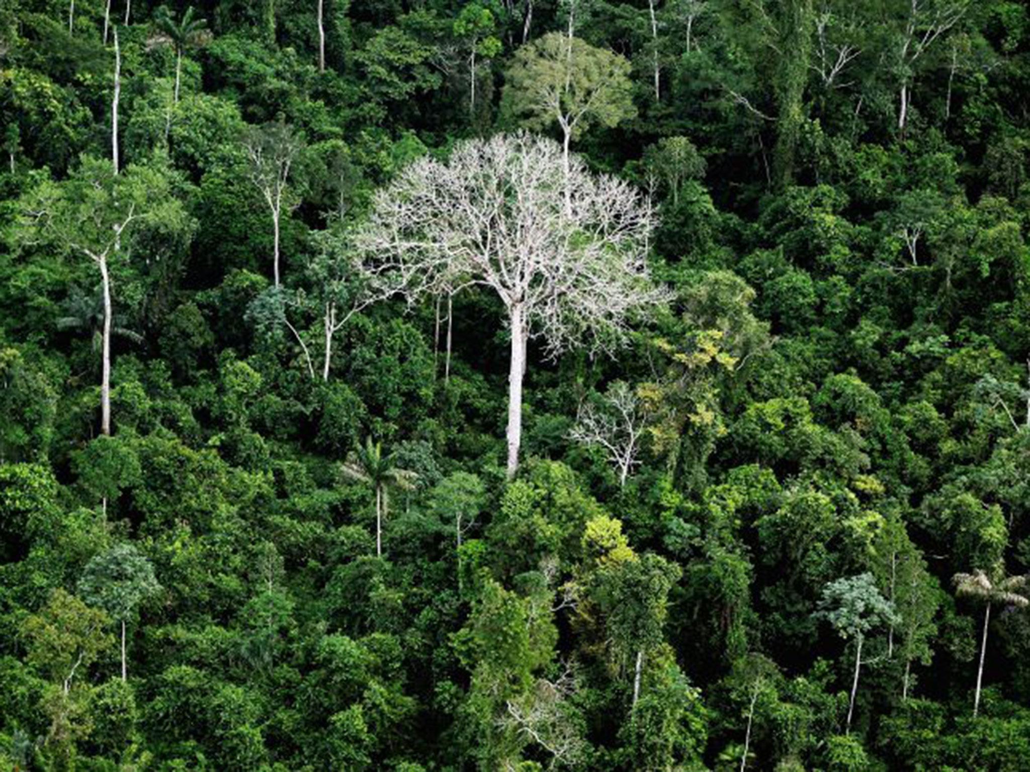 Килингия лес Бразилия