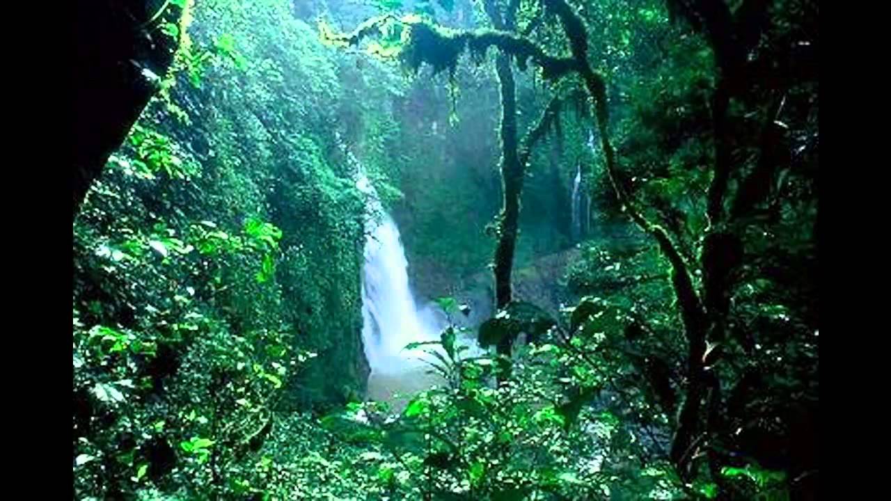 Explore The Amazon Rainforest Brazil