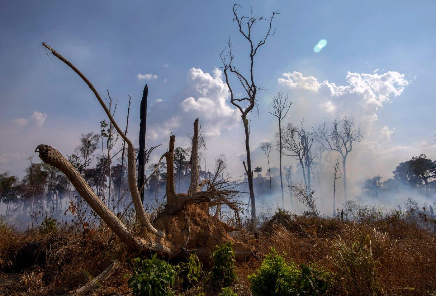 The Amazon rainforest is still on fire—here's how you can help