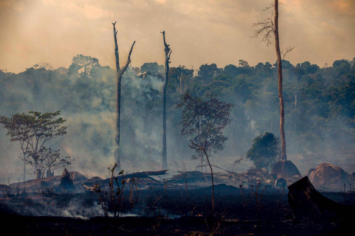 Amazon rainforest fire: why deforestation has been so