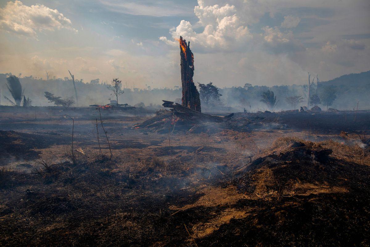 Amazon rainforest fires: everything you need to know