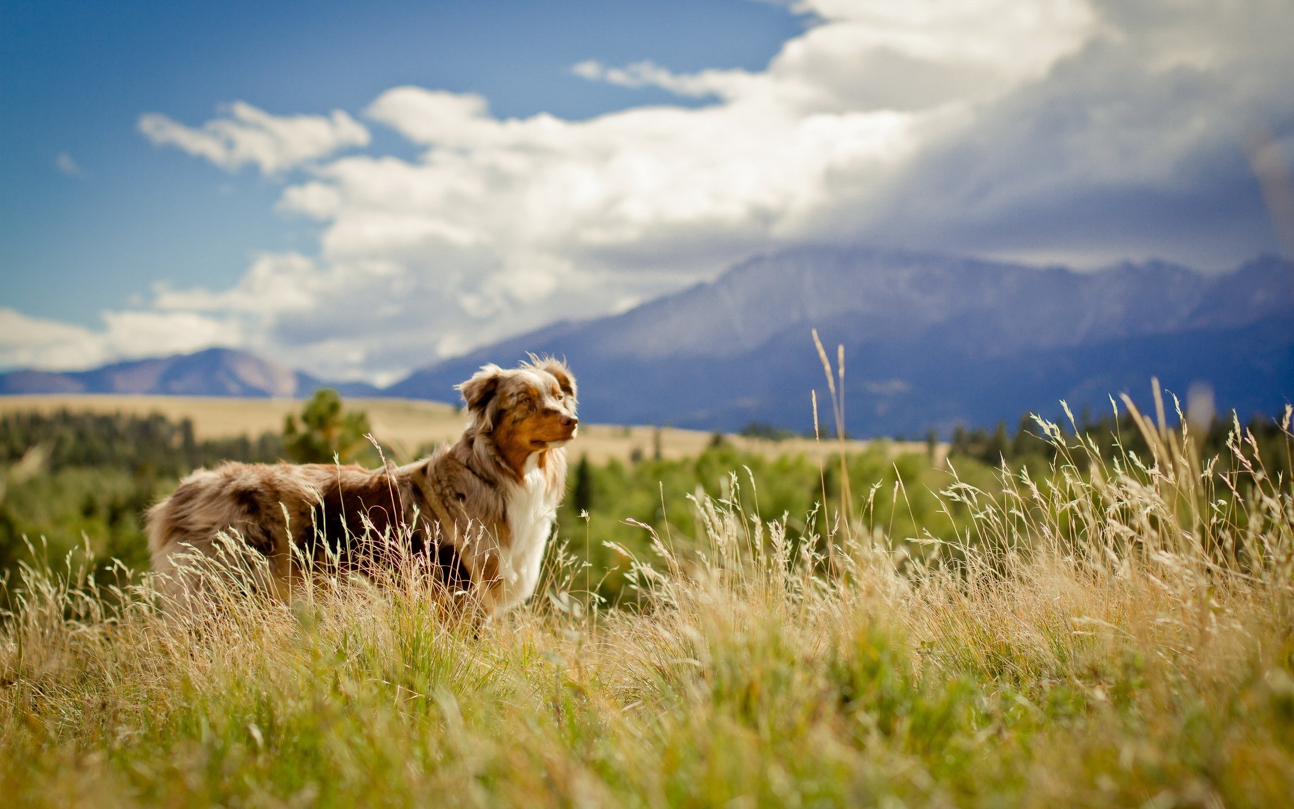 dogs, Australian, Shepherd, Grass, Animals Wallpaper HD