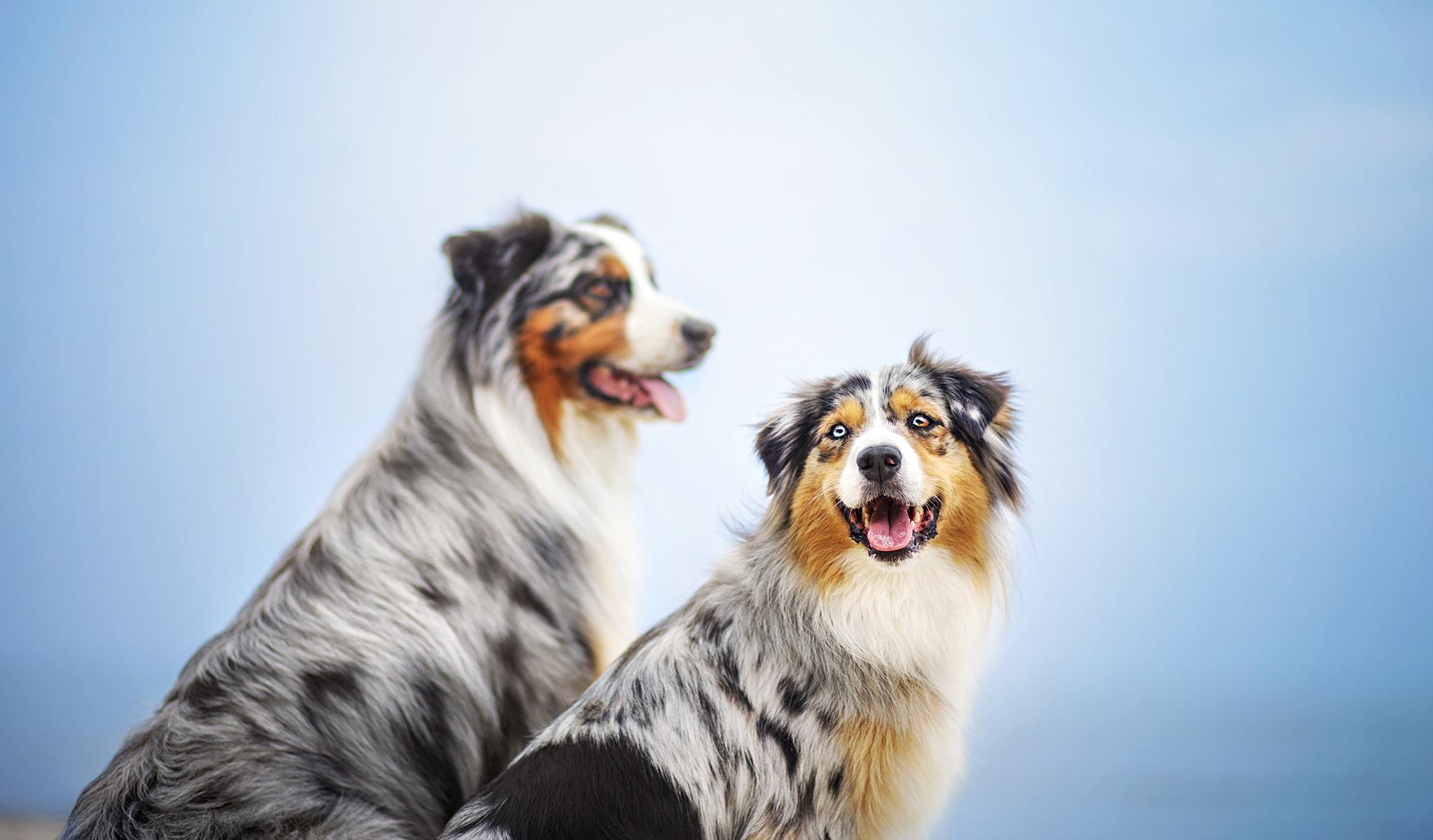 Desktop Wallpaper Australian Shepherd dog Two animal