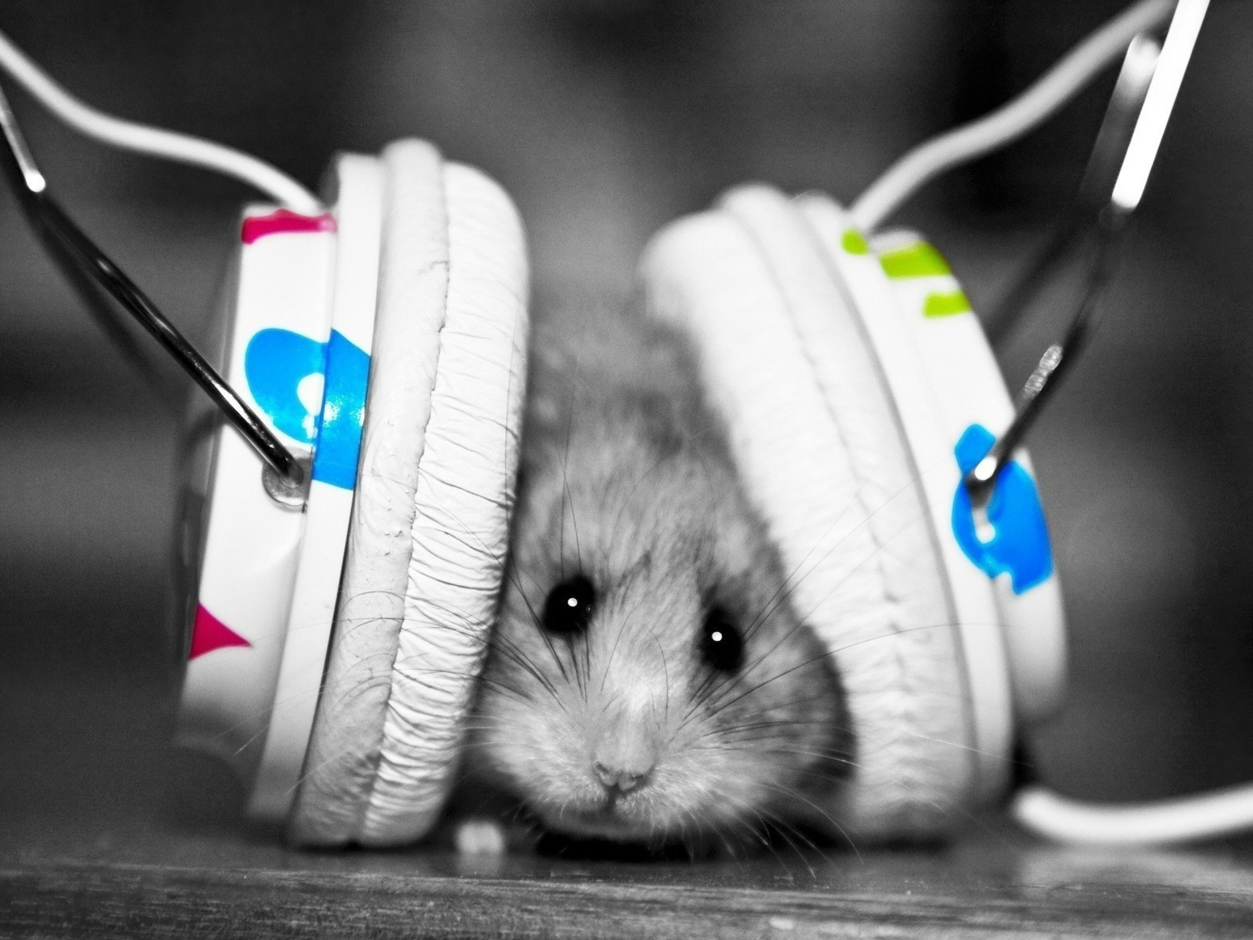 hamster, Animals, Headphones Wallpaper HD / Desktop