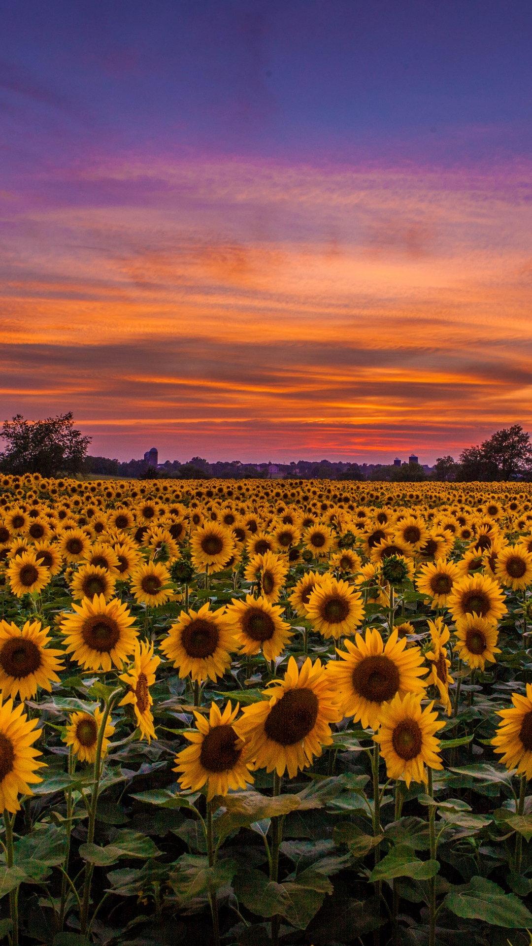 Aesthetic Sunflowers Sunset Wallpaper