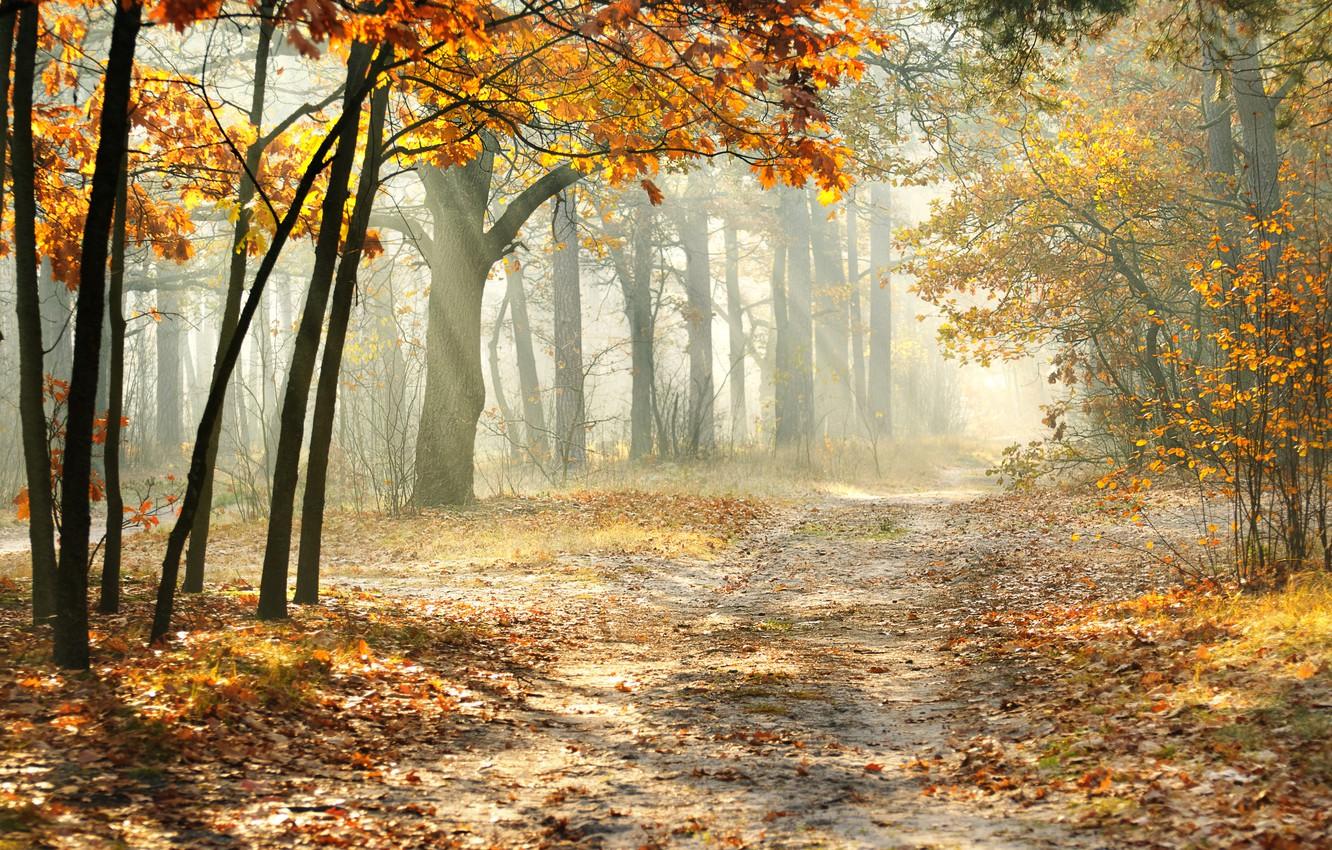 Wallpaper road, forest, leaves, landscape, nature, beautiful, forest, misty, the rays of the sun, landscape, nature, beautiful, morning, Autumn trees, sun rays, ROAD image for desktop, section пейзажи