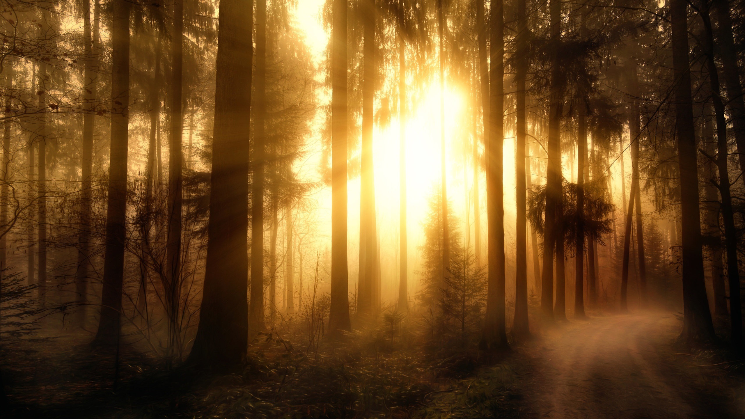 Wallpaper Misty forest, trees, sun rays 2560x1440 QHD