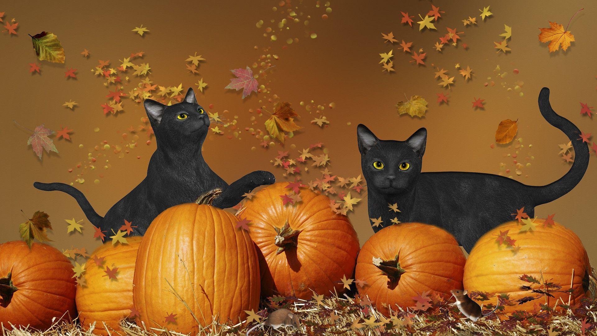 Halloween Cat Pumpkins Wallpaper