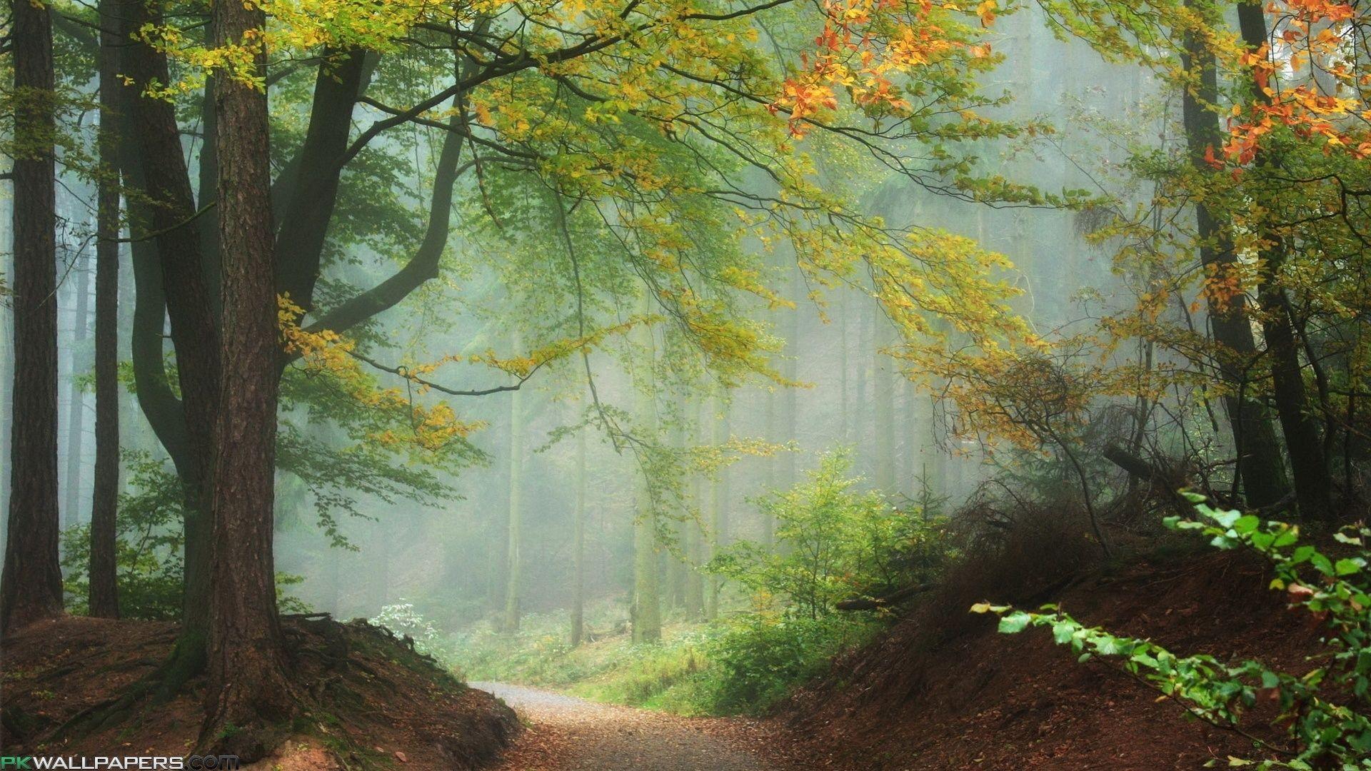 Misty Forest Path Desktop Background wallpaper HD free