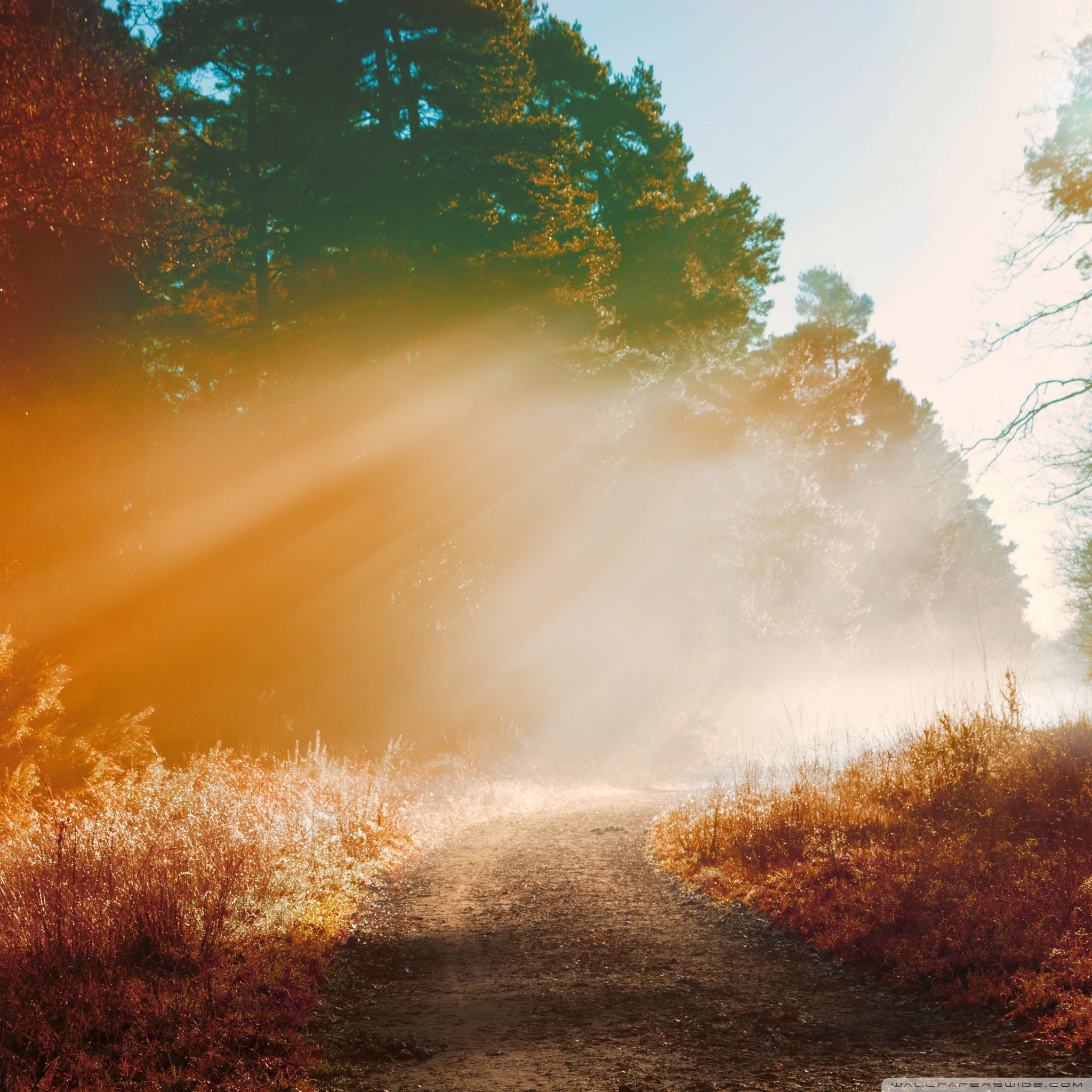 Misty Forest Road, Autumn ❤ 4K HD Desktop Wallpaper for 4K