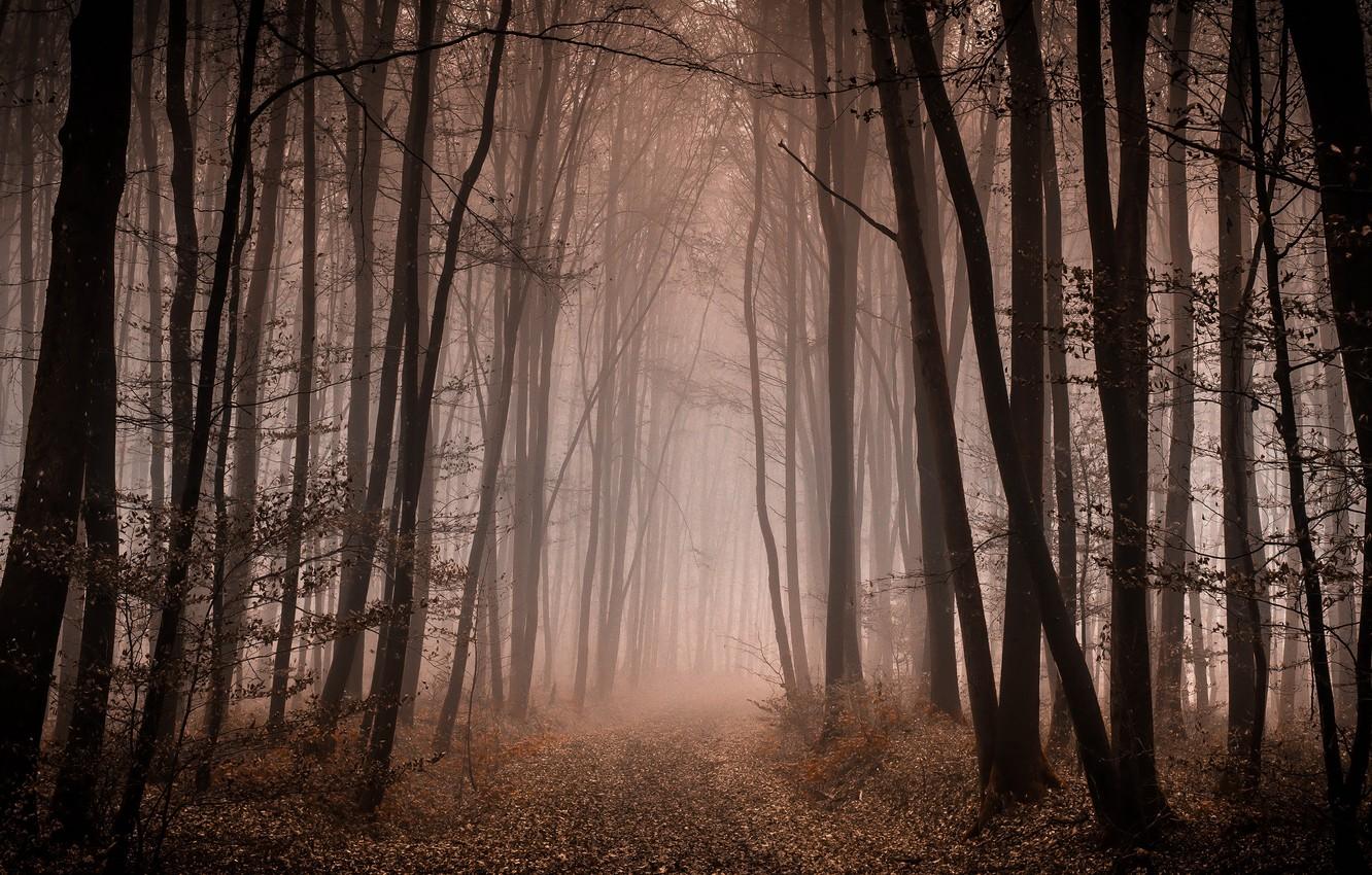 Wallpaper autumn, forest, trees, branches, fog, trunks