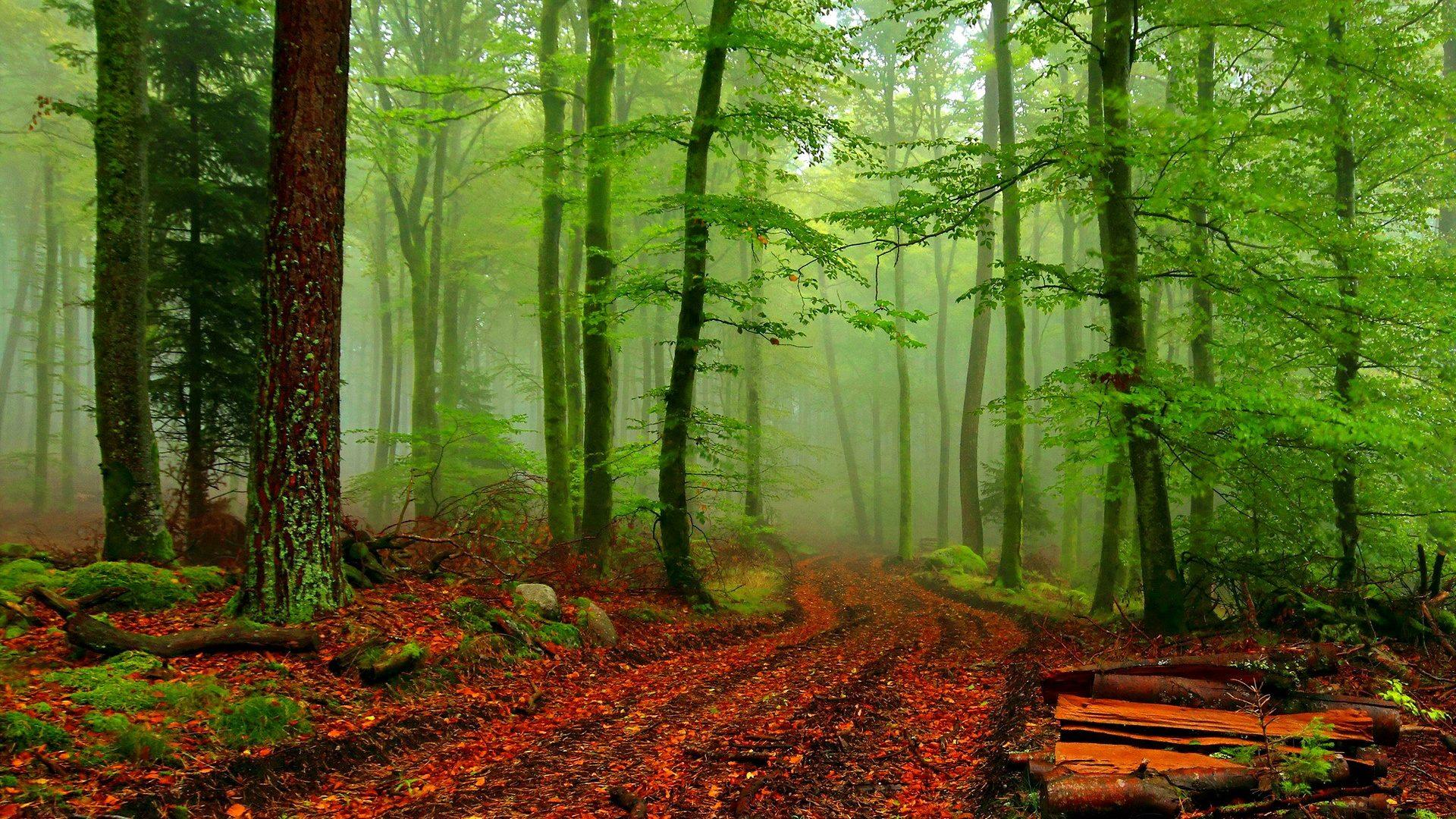 Misty Autumn Forest Path Wallpapers - Wallpaper Cave