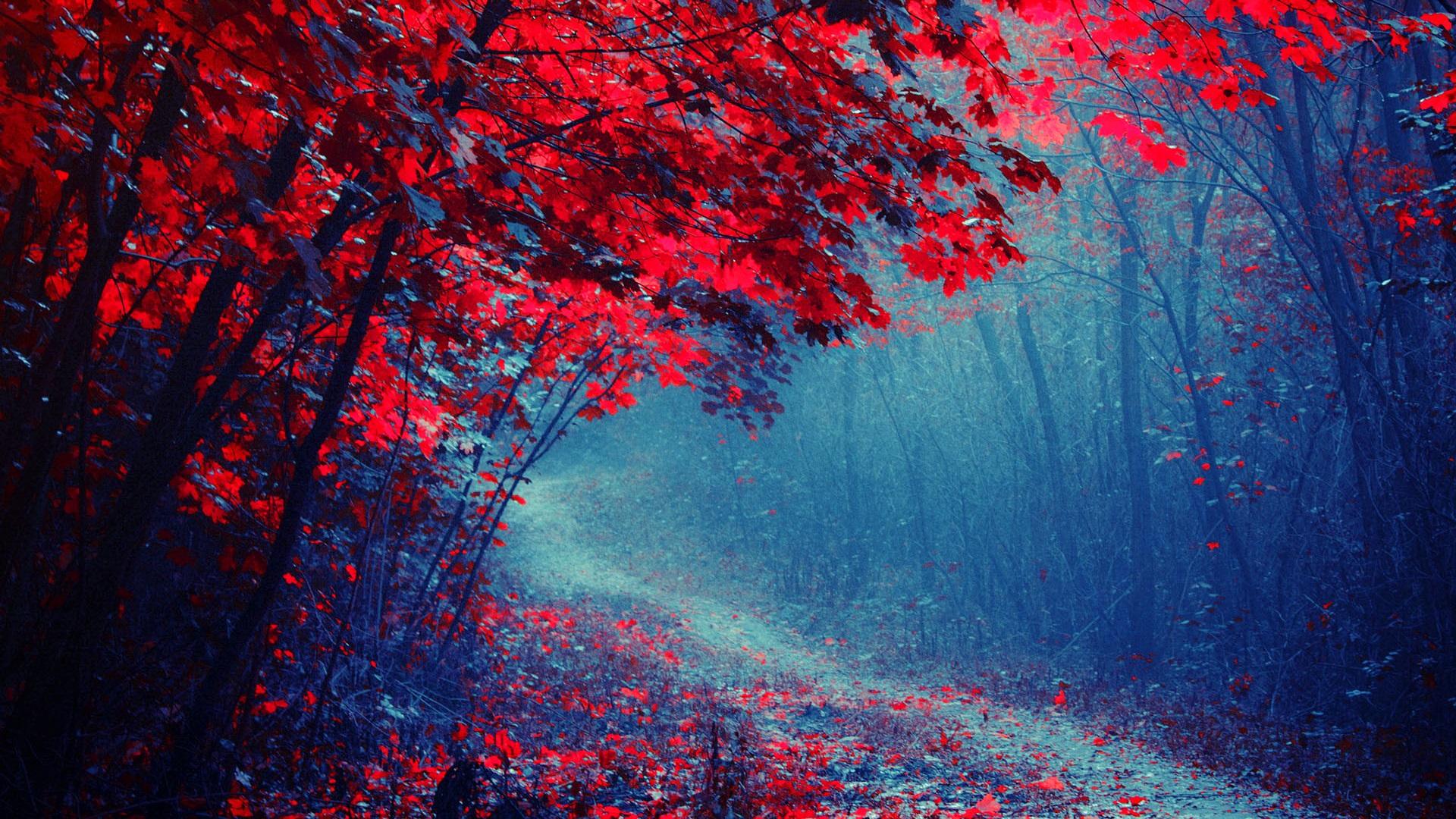 Wallpaper Red leaves forest, road, trees, autumn, mist
