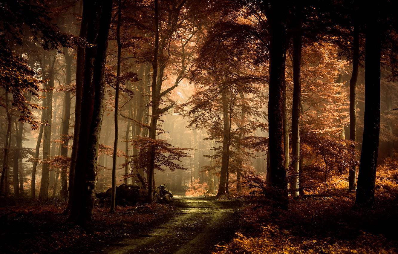 Wallpaper road, autumn, forest, leaves, light, trees