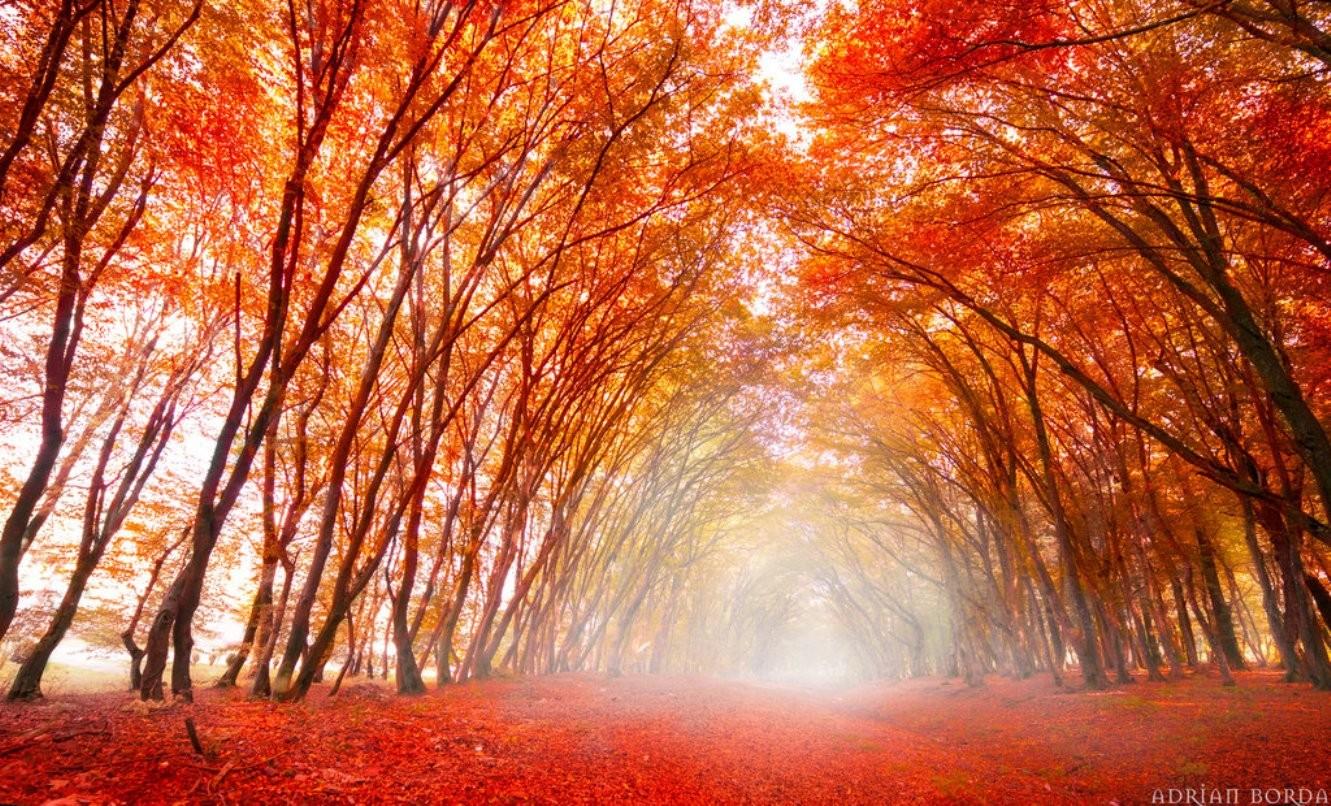 Forest Nature Autumn Elysium Mist Path Desktop Wallpaper