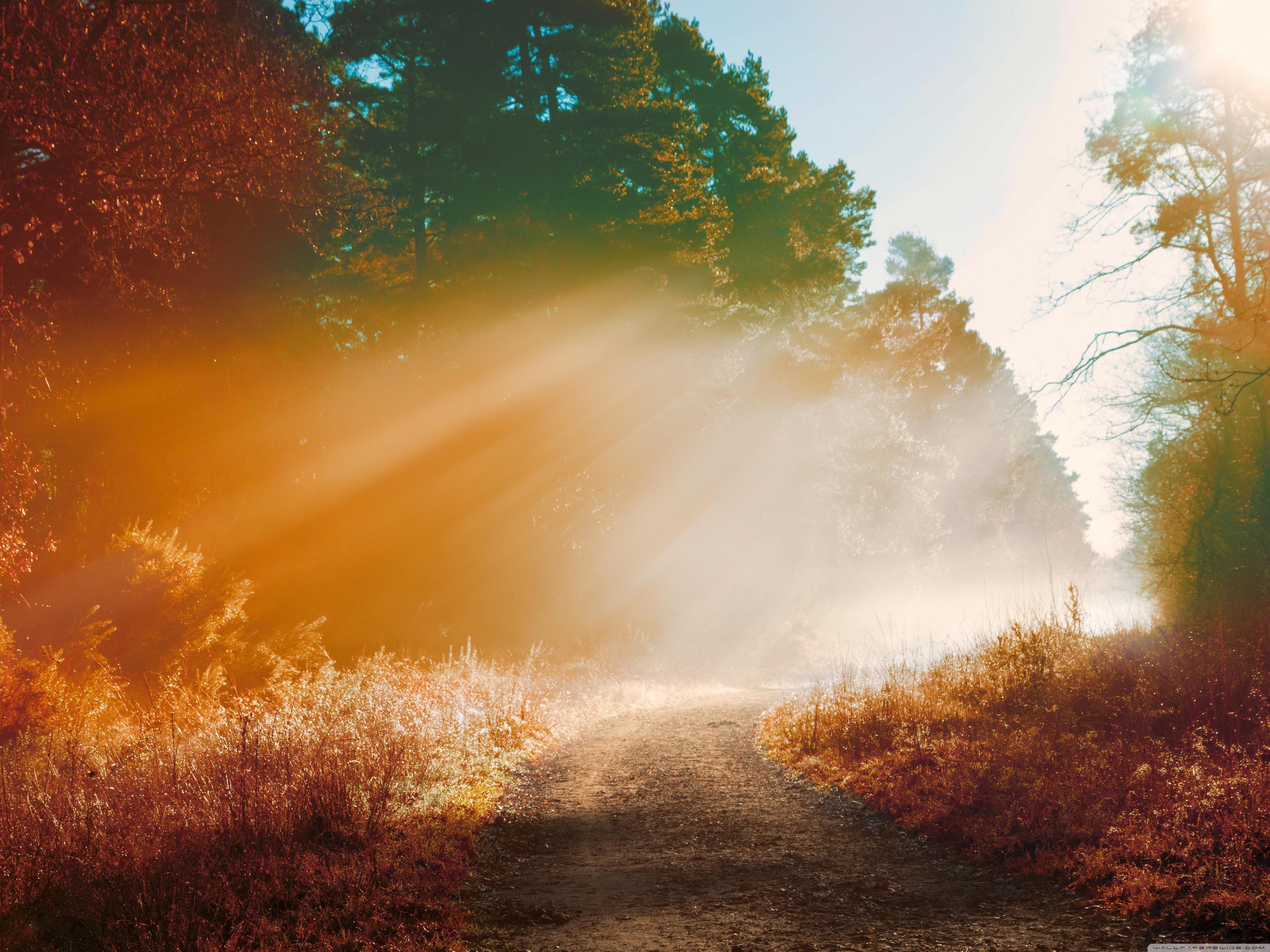 Misty Forest Road, Autumn ❤ 4K HD Desktop Wallpaper for 4K
