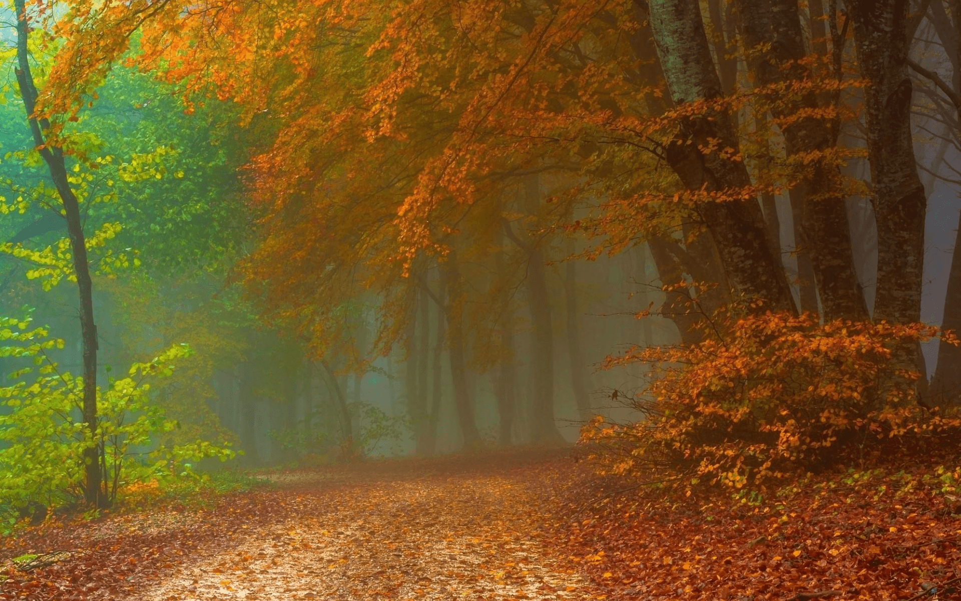 Path in Misty Autumn Forest HD Wallpaper. Background Image